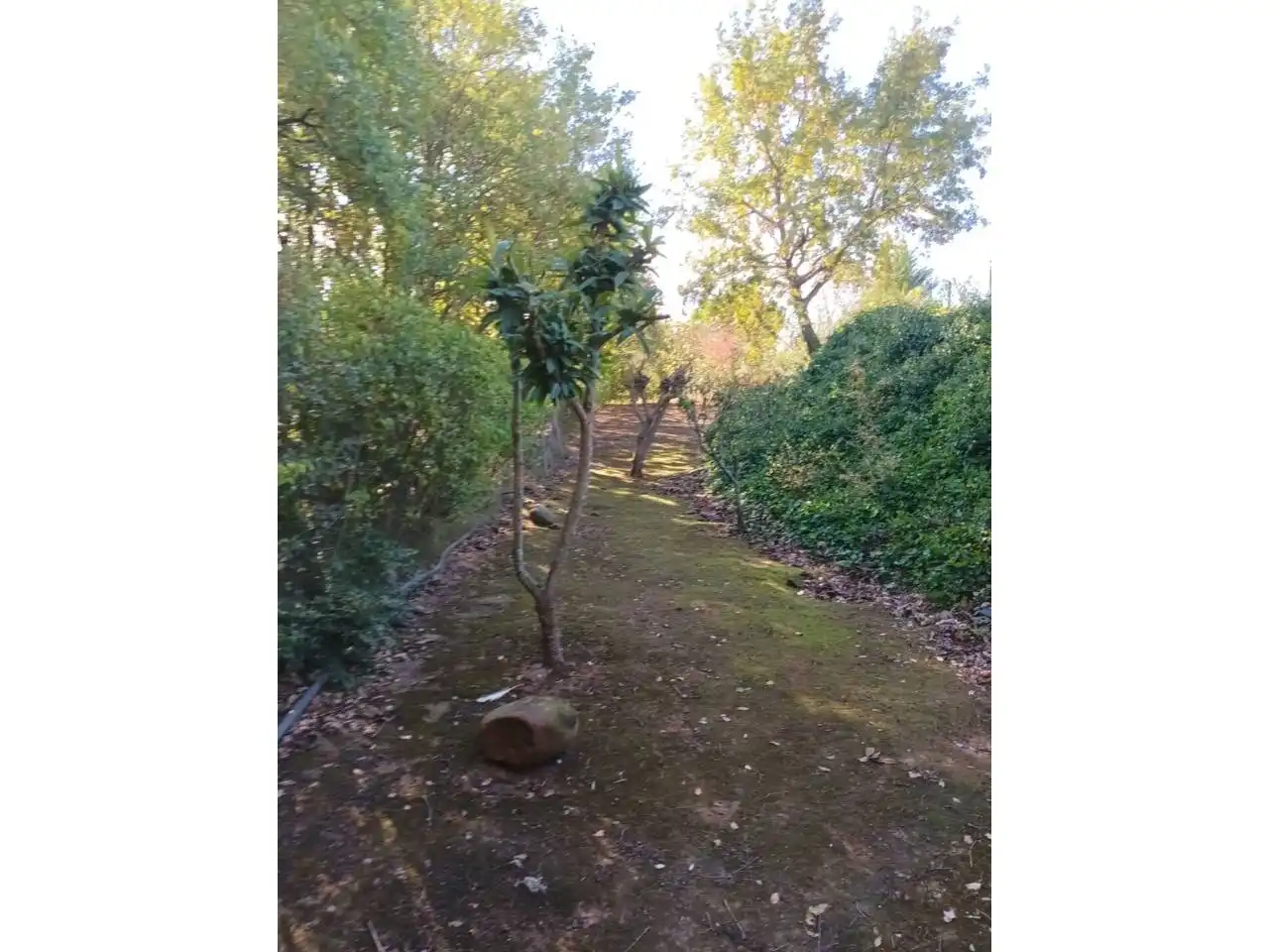 Country homes for sale in Entrena