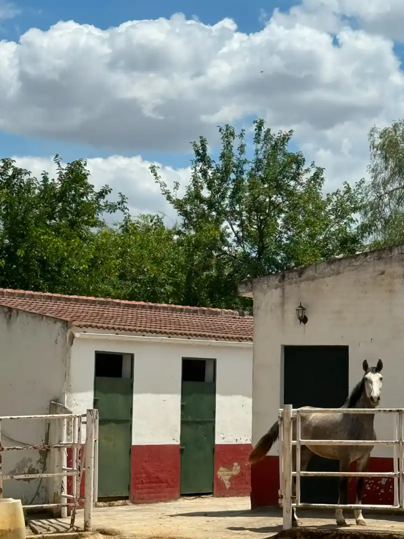 Chalet con piscina en venta en Carretera Olivares, imagen 41