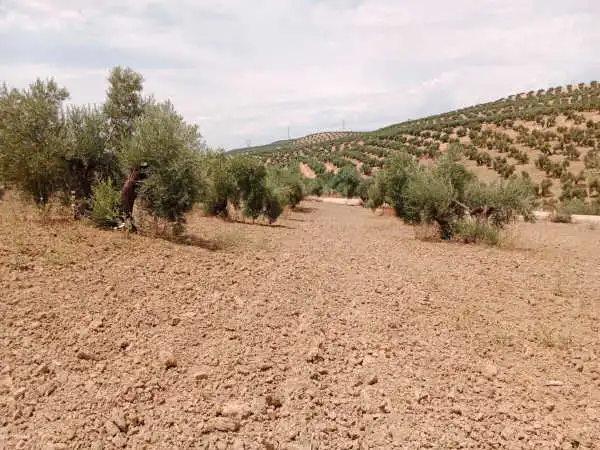 Terreni e lotti in vendita a Porcuna, imagen 5