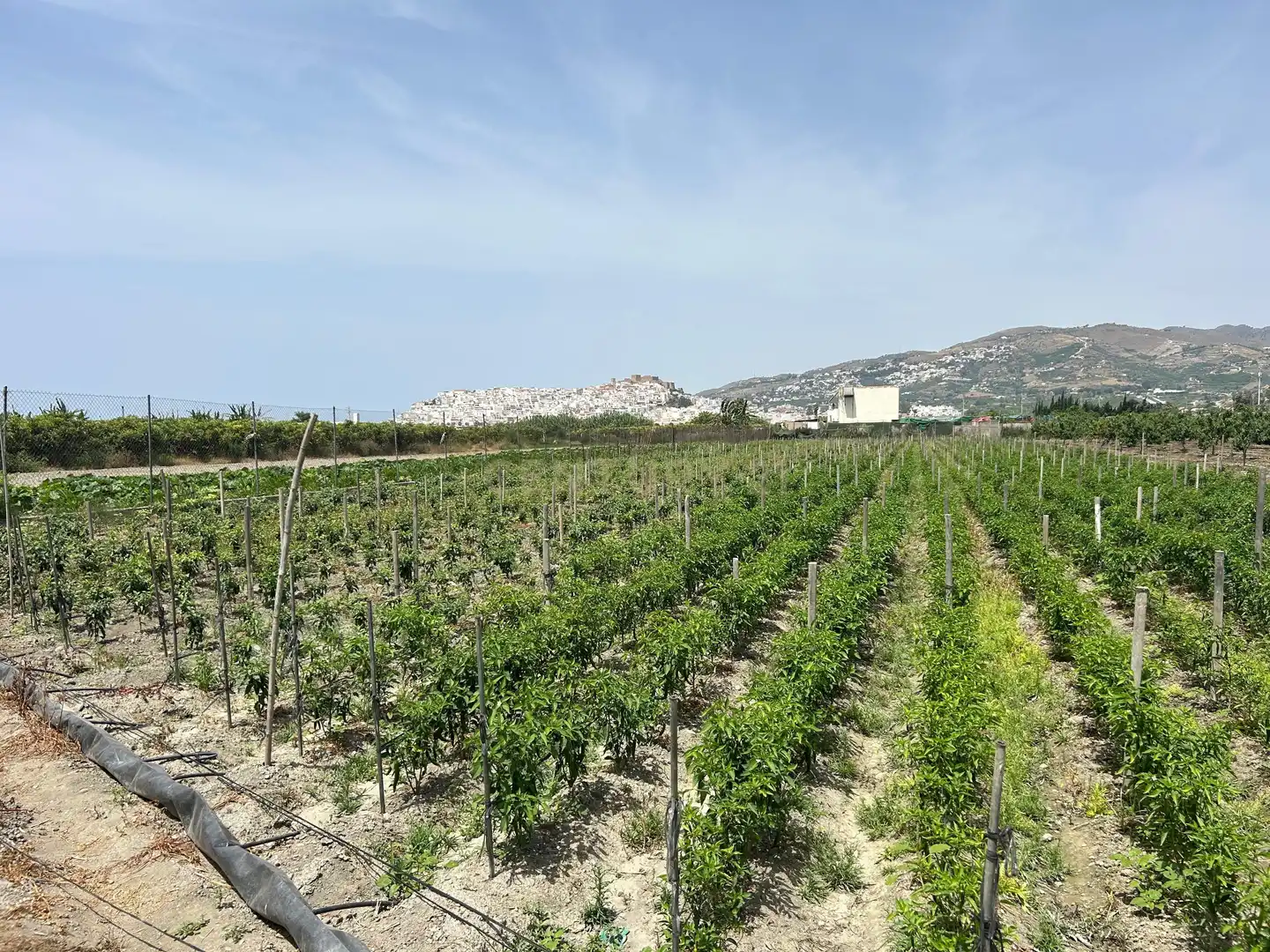 Terreny rústic en venda a PCQH+V2 Salobreña, Spain, imagen 2