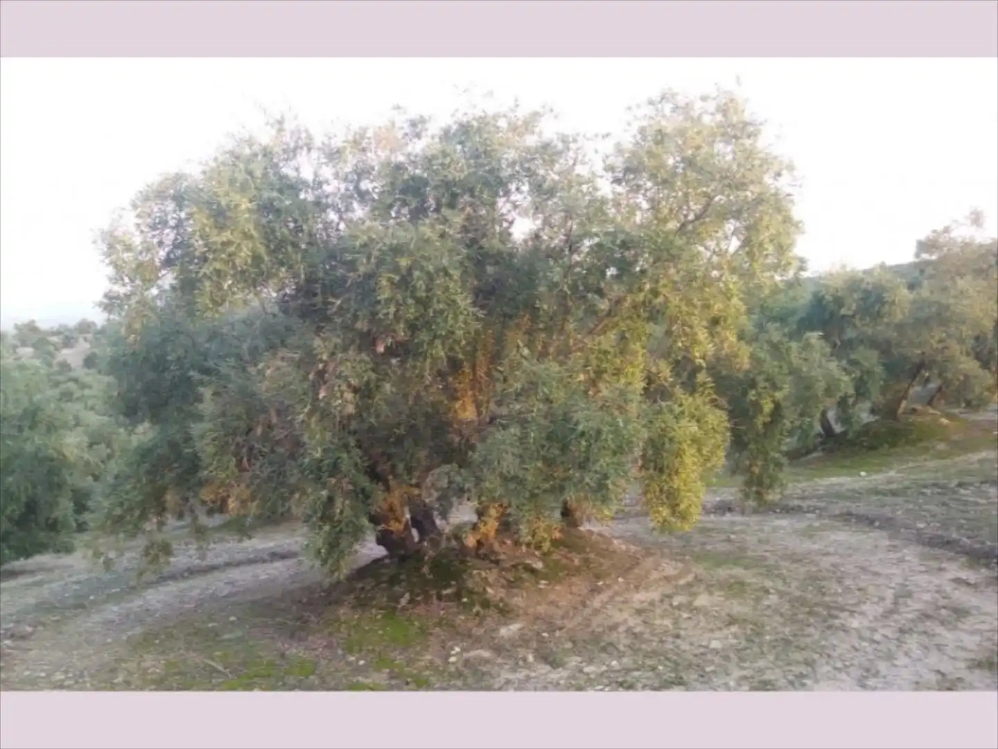 Terreno rustico in vendita a Cabra, imagen 10