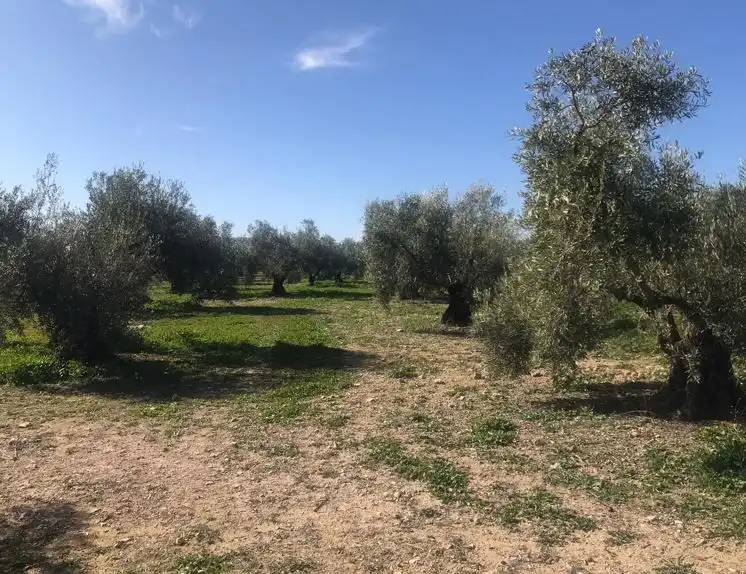 Terrenos y solares en venta en Alameda, imagen 6