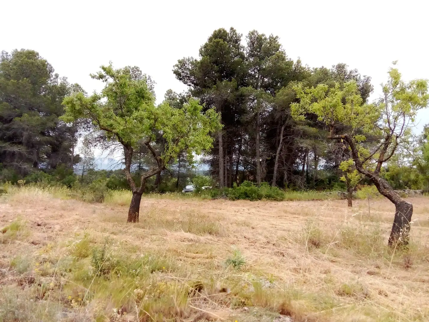 Terreni e lotti in vendita a Arens de Lledó, imagen 3