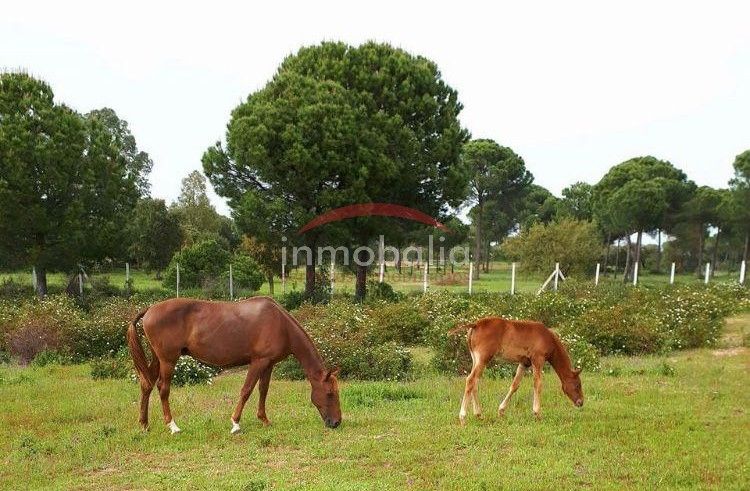 Grundstücke zum verkauf in Villamanrique de la Condesa