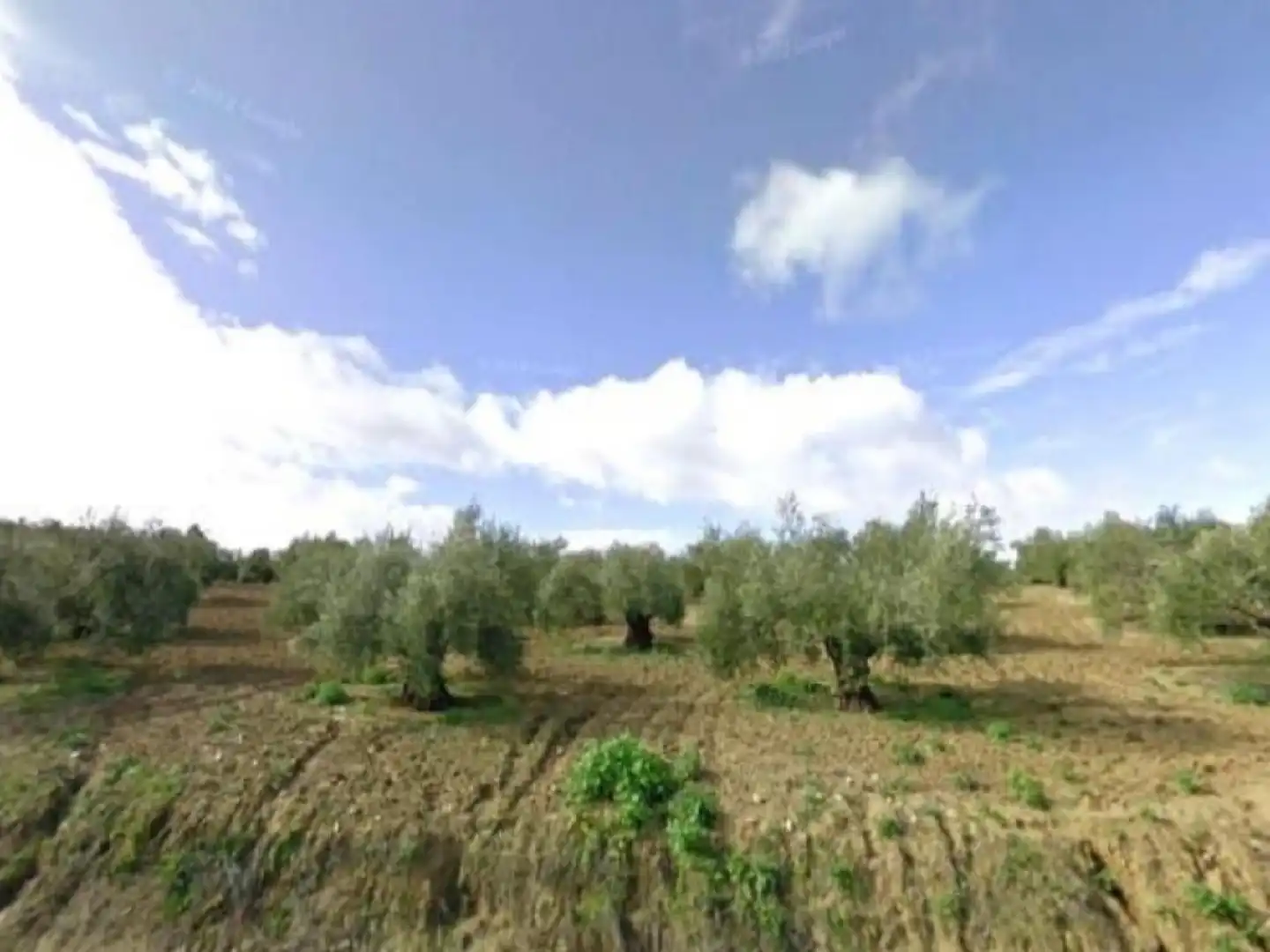 Terreno en venta en Bujalance