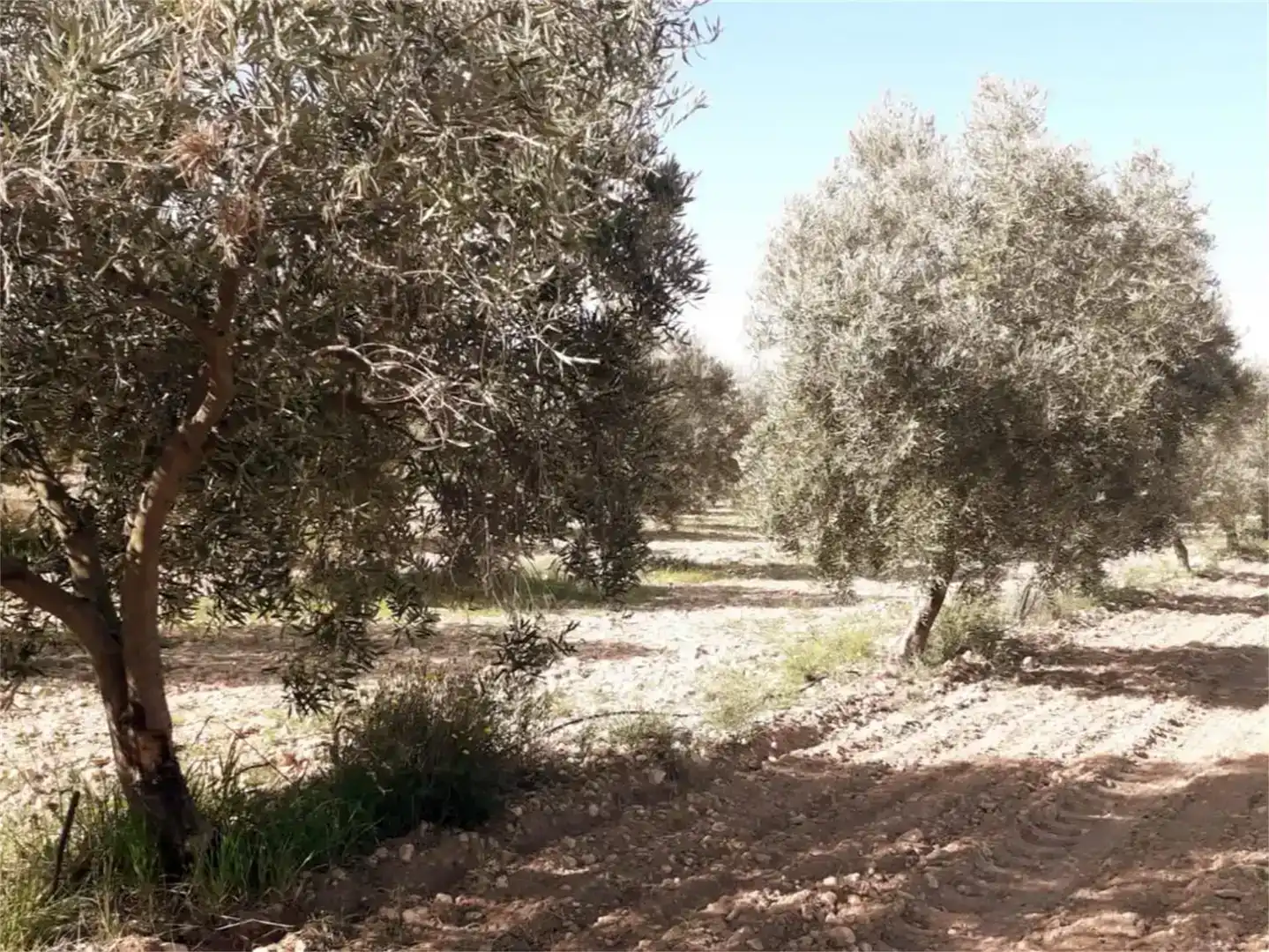 Casa o chalet en venta en Jumilla, Murcia