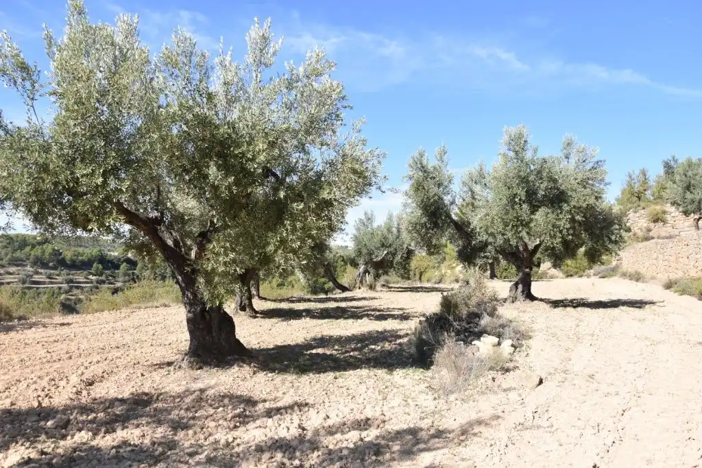 Terreni e lotti in vendita a Valderrobres, imagen 2
