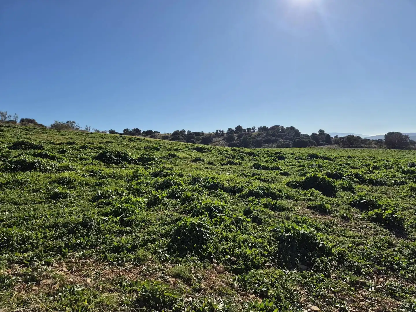 Rural land for sale in Alhama de Granada, imagen 8
