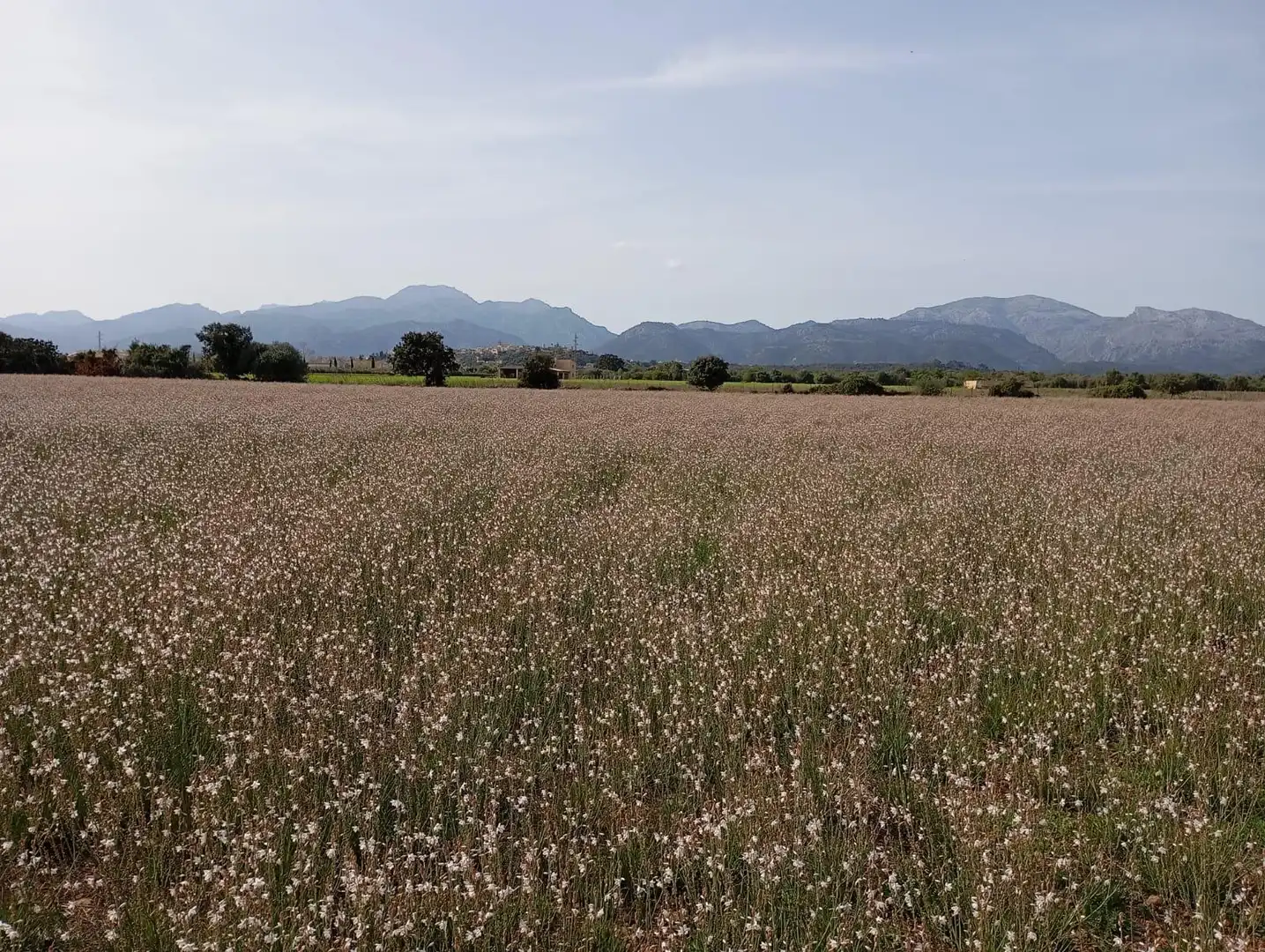 Wohnbaugrundstück zum Verkauf in Sa Pobla, imagen 5