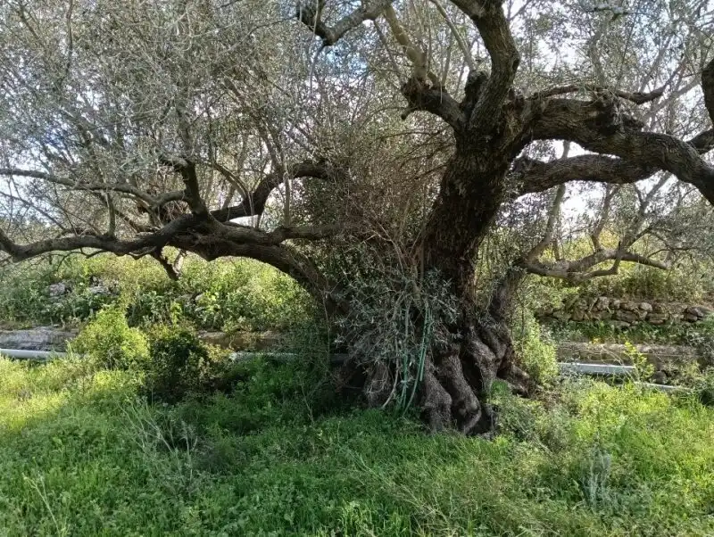 Jardí de Finca rústica en venda en Aldover amb Piscina
