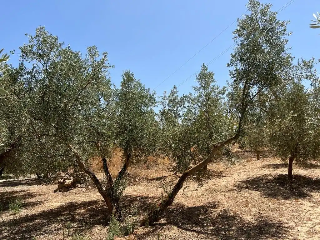 Finca rústica en venda en Villamena