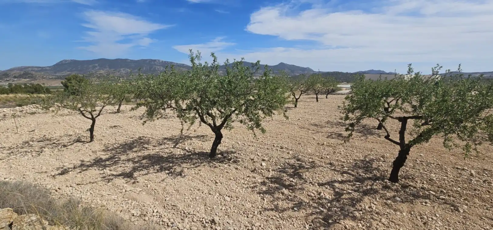 Wohnbaugrundstück zum Verkauf in Hondón de las Nieves / El Fondó de les Neus, imagen 10