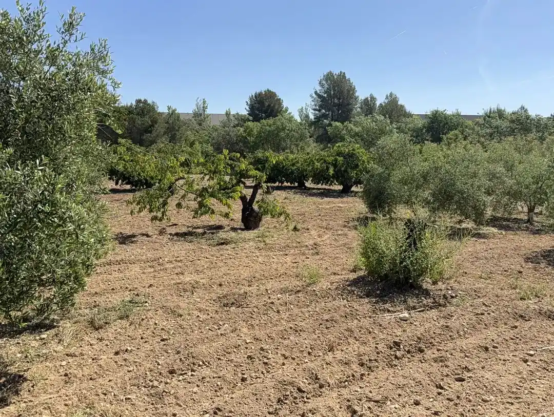 Casa rustica in vendita a L'Arboç, imagen 3