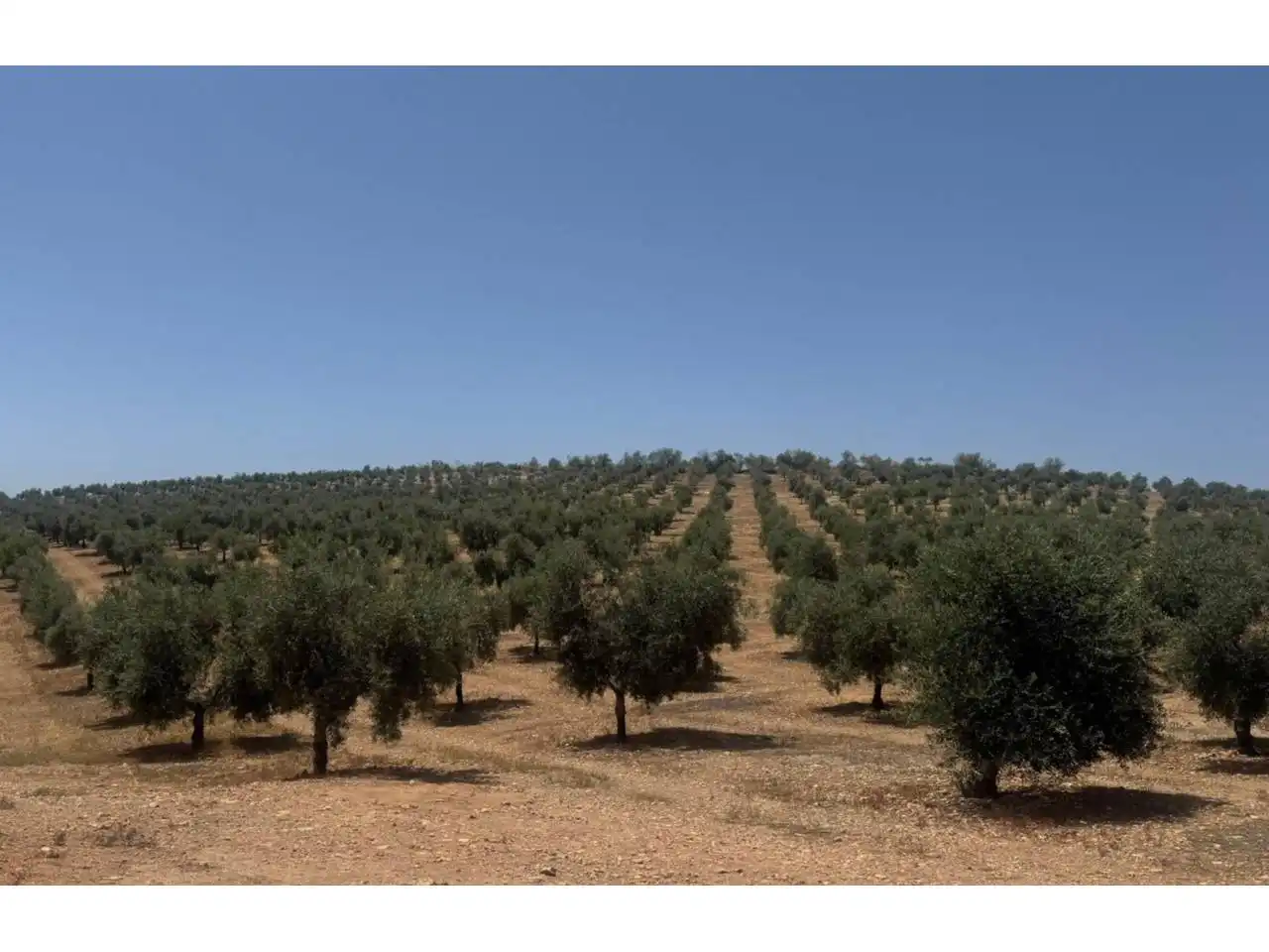 Terreni e lotti in vendita a Alhama de Granada
