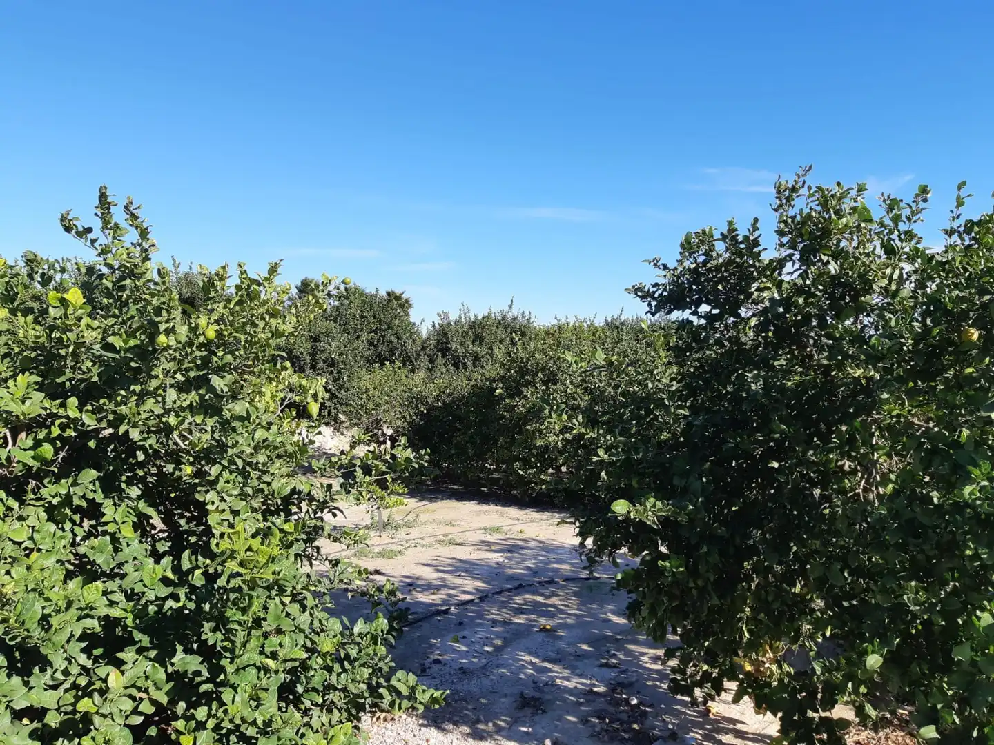 Casa rústica amb jardí en venda a San Miguel de Salinas, imagen 6