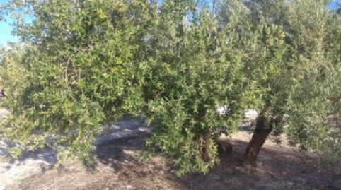 OLIVAR A LAS PUERTAS DE BAENA, imagen 2