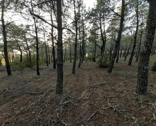 Land for sale in Moreruela de Tábara