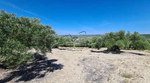 Finca de olivar en zona la Alcantarilla, imatge 2