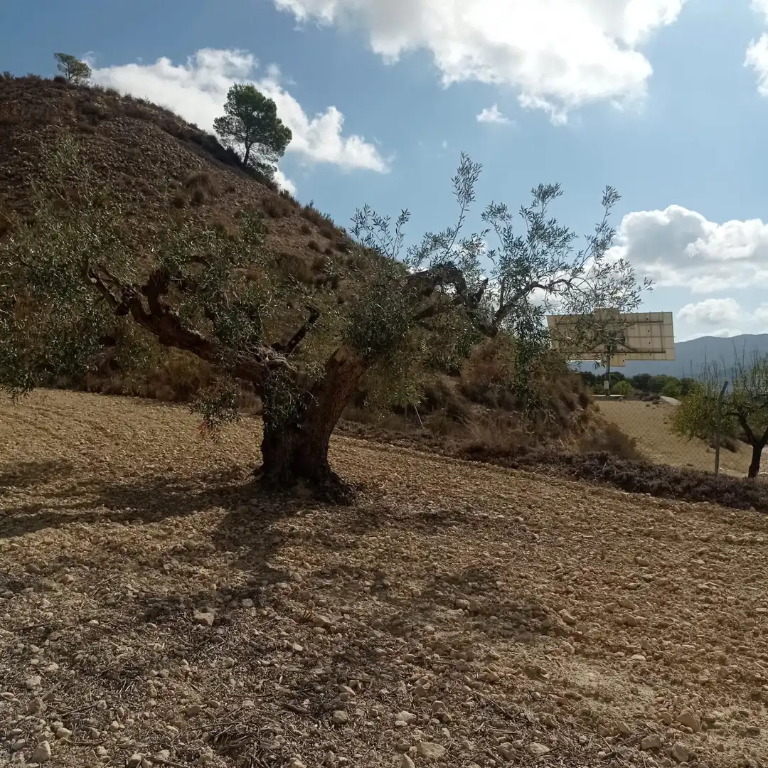 Terrain rustique à vendre à Hondón de las Nieves / El Fondó de les Neus, imagen 20