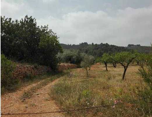 Terreno en Venta en Lg Más de Canina, Pol 4 -Mas del Rey - en Sant Joan de Moró