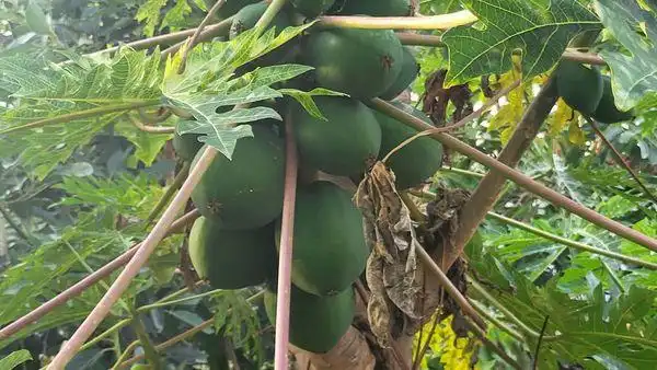 Jardí de Finca rústica en venda en Santa María de Guía de Gran Canaria