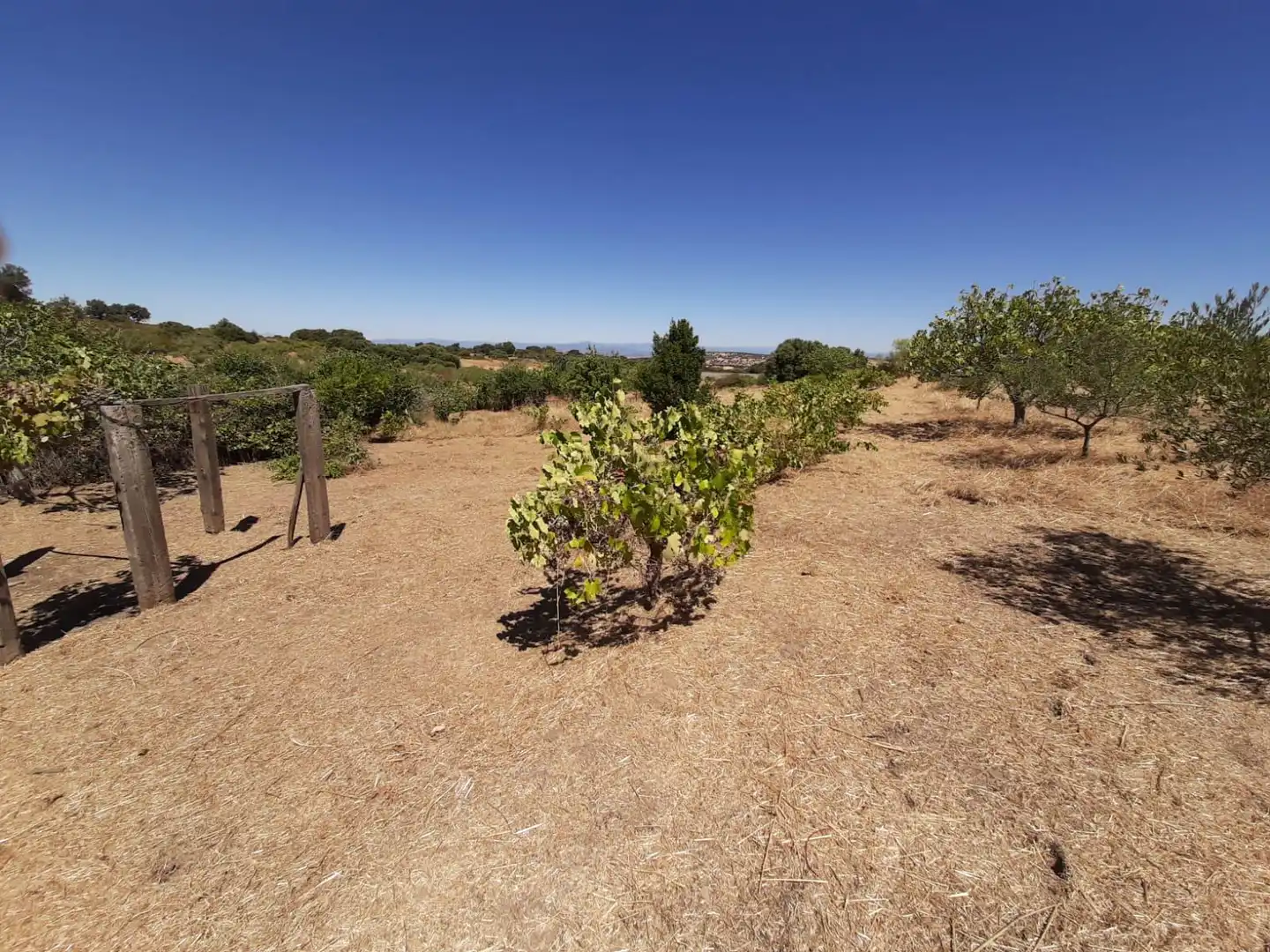 Finca rústica en venta en Jerte