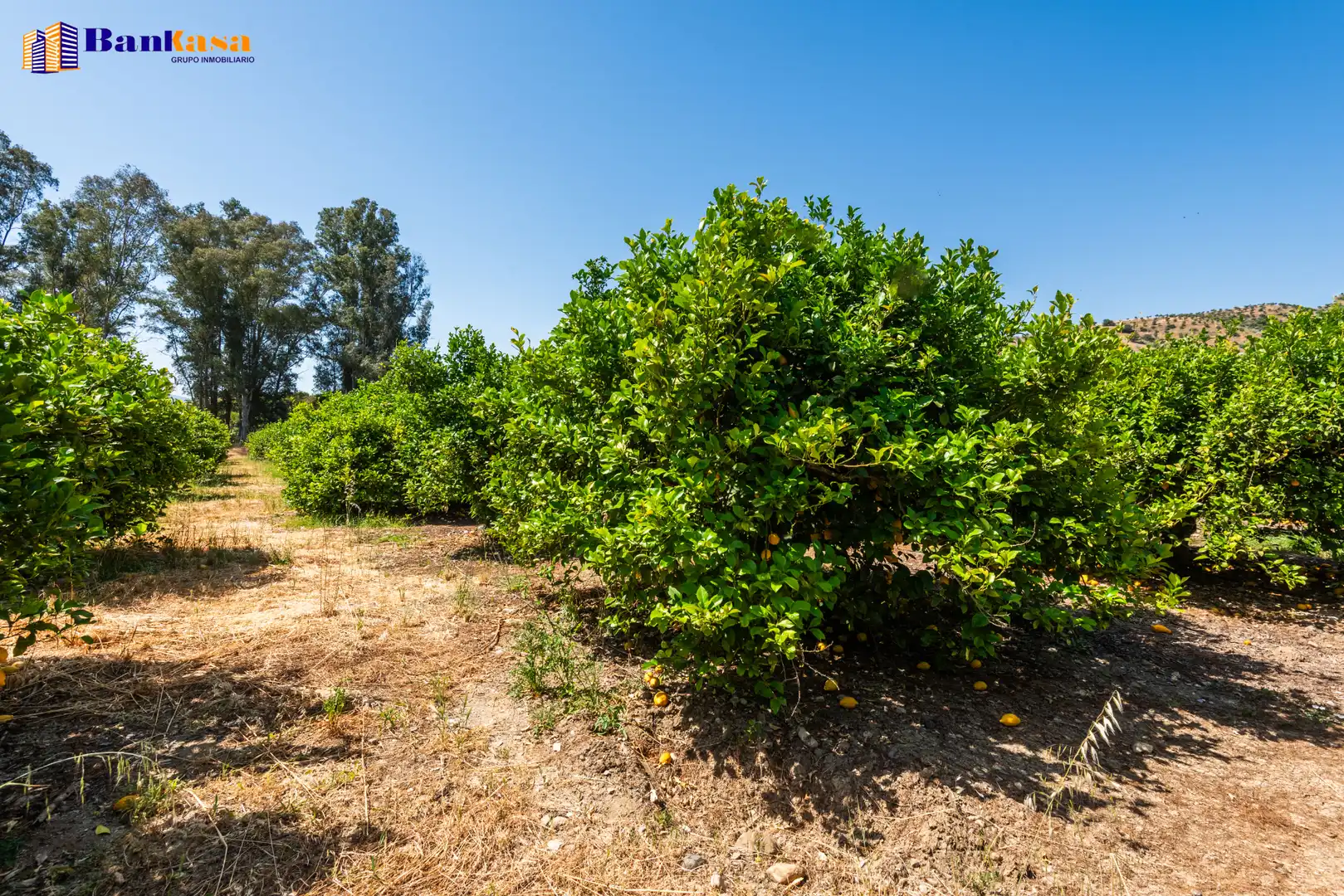 Terreno en venta en Pizarra