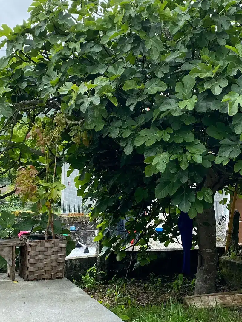 Jardí de Pis de lloguer en A Merca   amb Jardí privat, Traster i Moblat