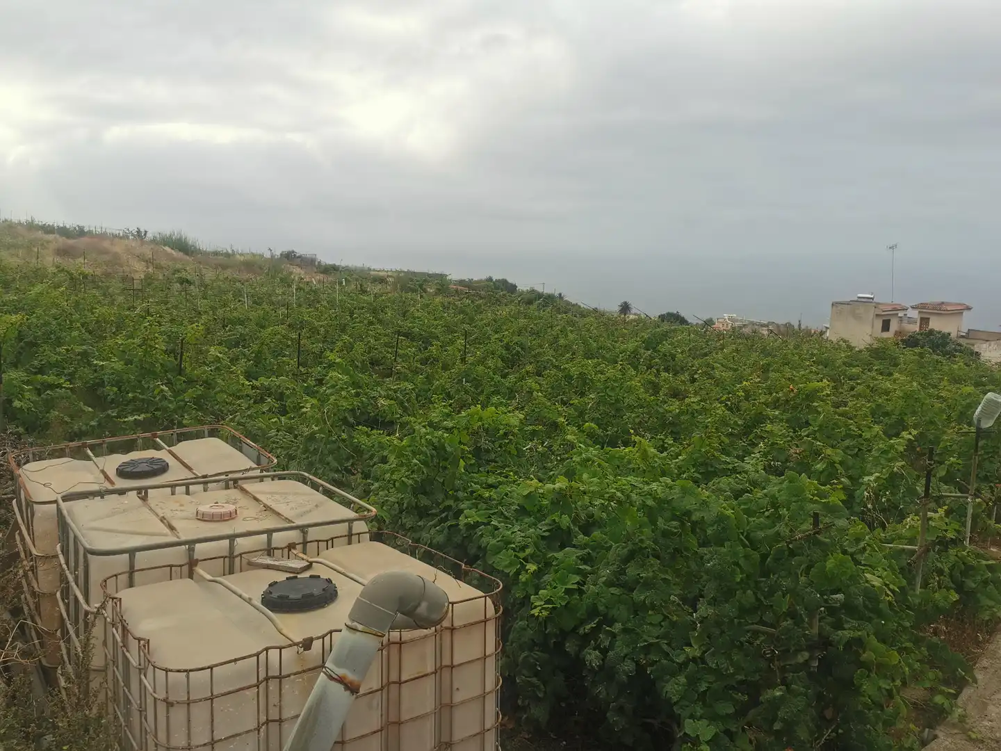 Terreno en venta en Calle la Bastona, Santa Úrsula pueblo