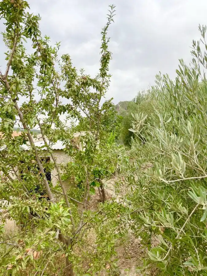 Country homes for sale in Vélez-Rubio