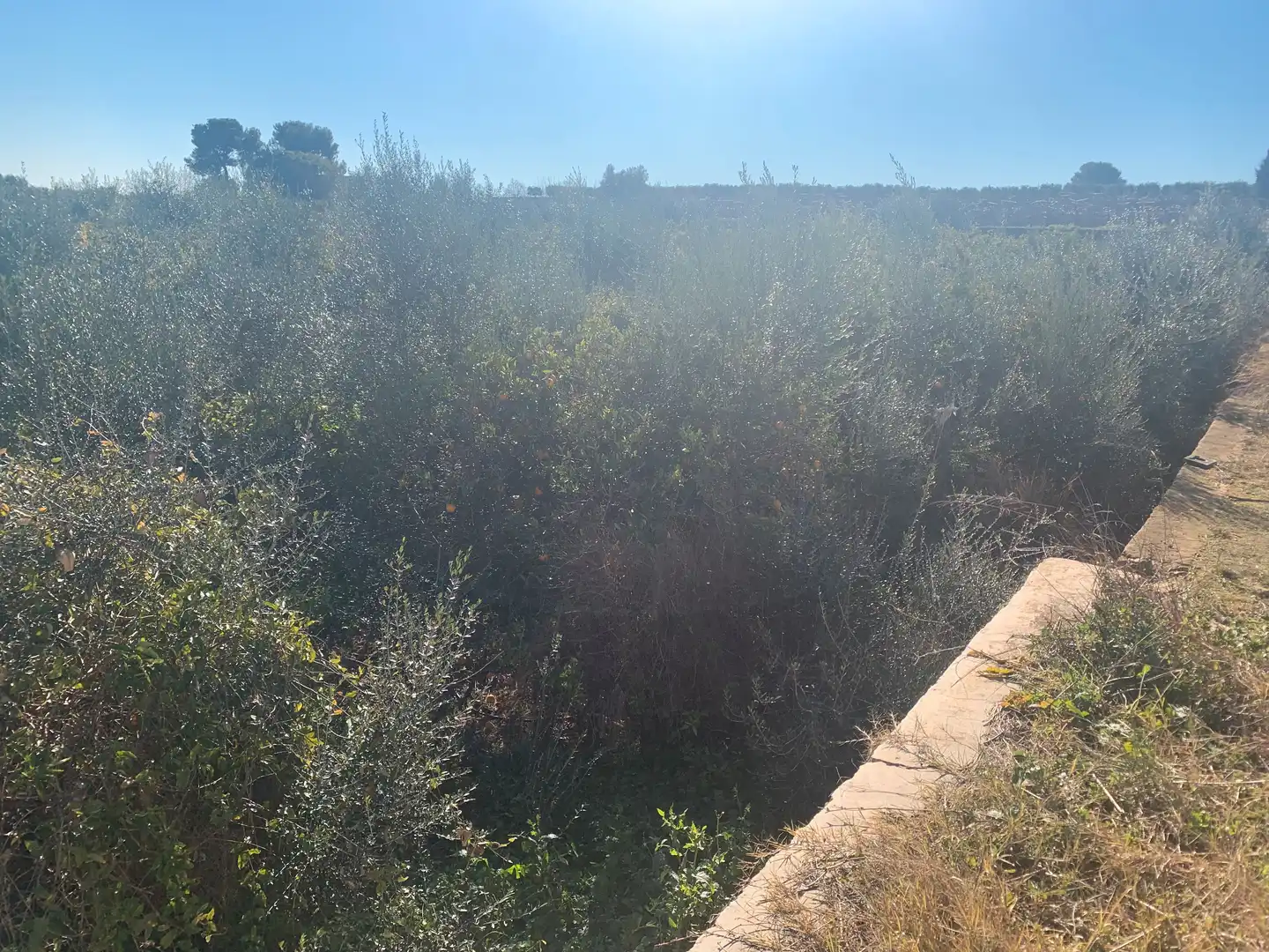 Land for sale in Picassent