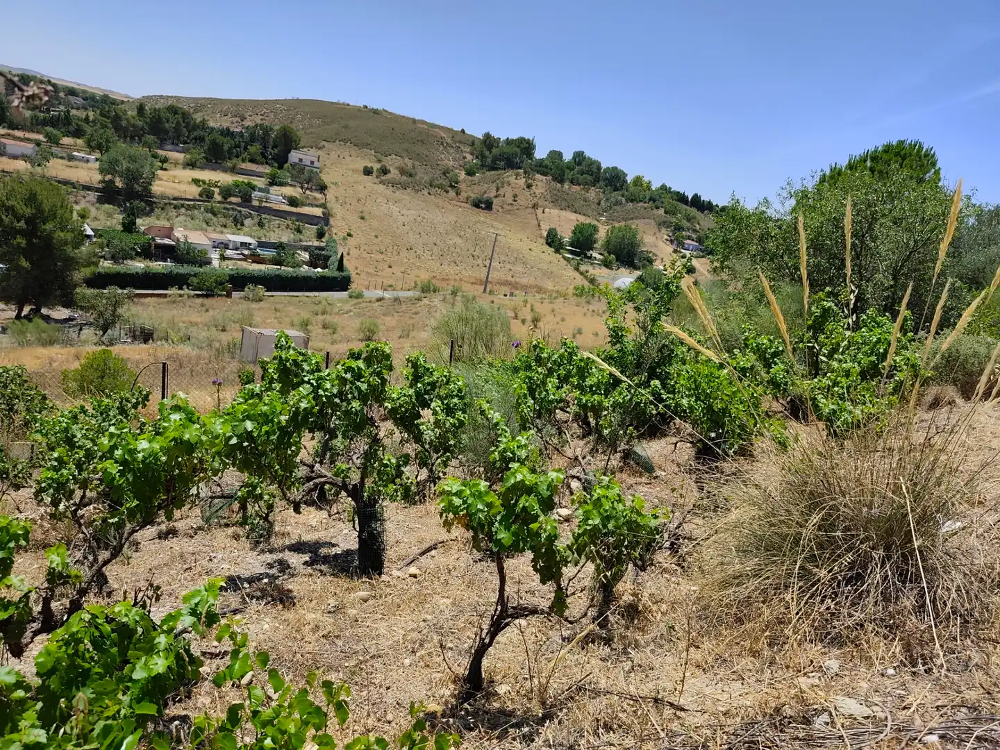 Casa o xalet en venda en Illana amb Jardí privat, Terrassa i Piscina
