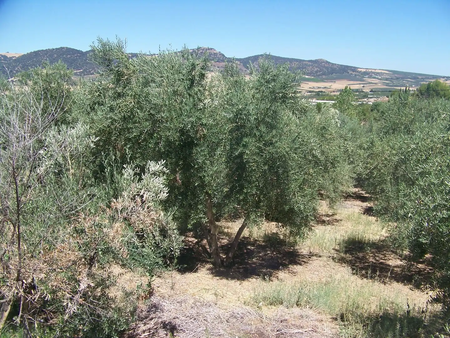 Finca rústica en venta en Arriate