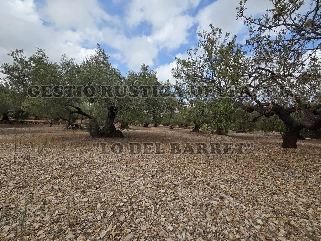 Terreno rústico en venta en Poligono 8, imagen 12