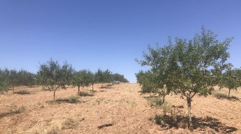 Finca de almendros en Padul - Carretera de la cabra, immagine 3