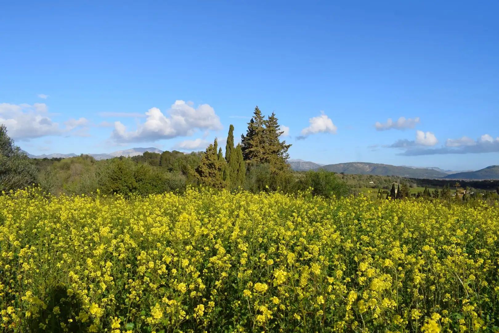 Residential land for sale in Muro, imagen 2