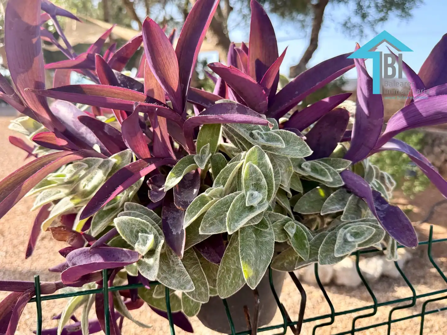 Jardín de Loft de alquiler en Felanitx