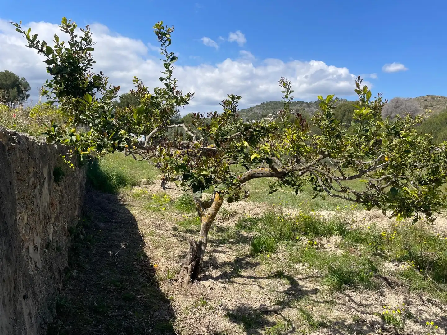 Country homes for sale in Cap Martí - El Tossalet - Pinomar