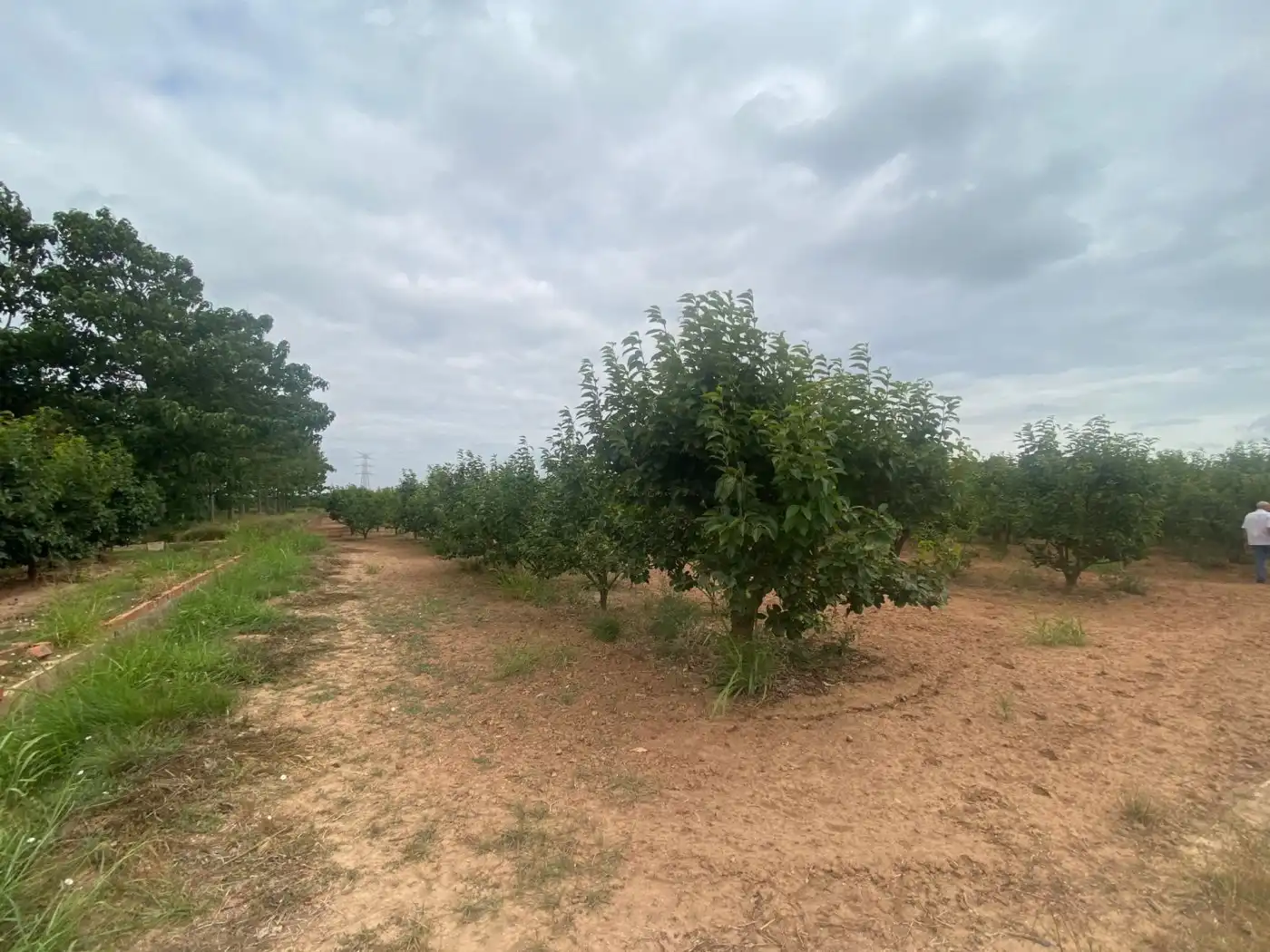 Land for sale in Carlet