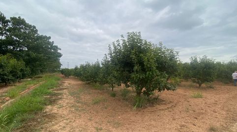 TERRENO RURAL DE KAKI EN PRODUCCIÓN, imatge 2