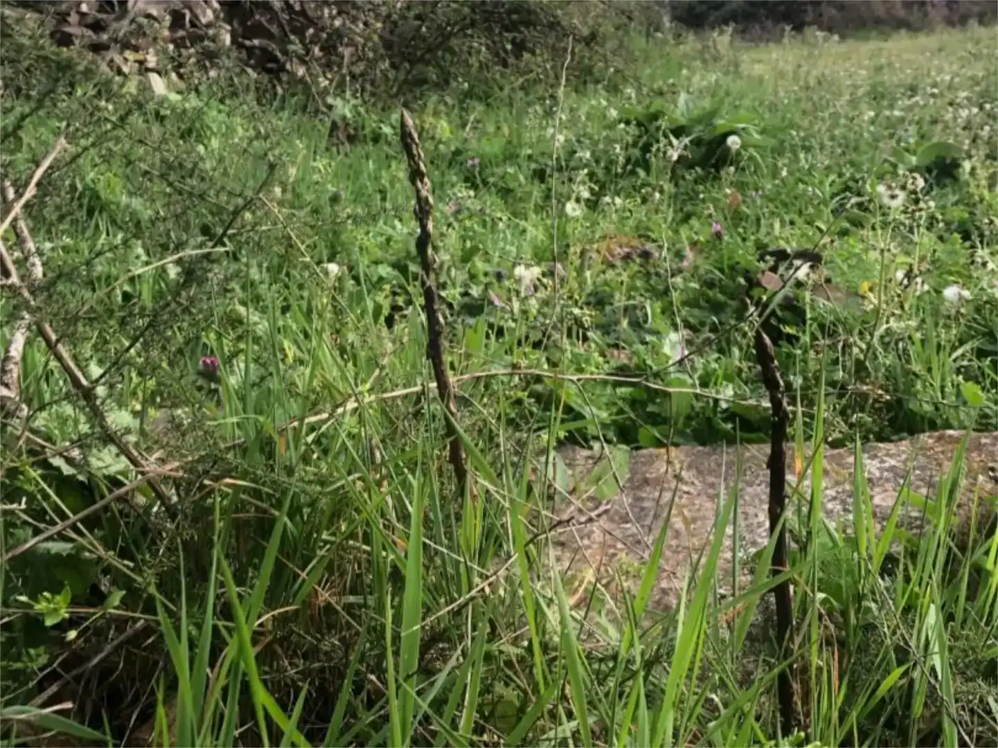 Terreno en venta en Calera de León