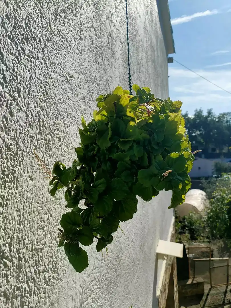 Vista exterior de Casa o xalet en venda en Massanes amb Piscina