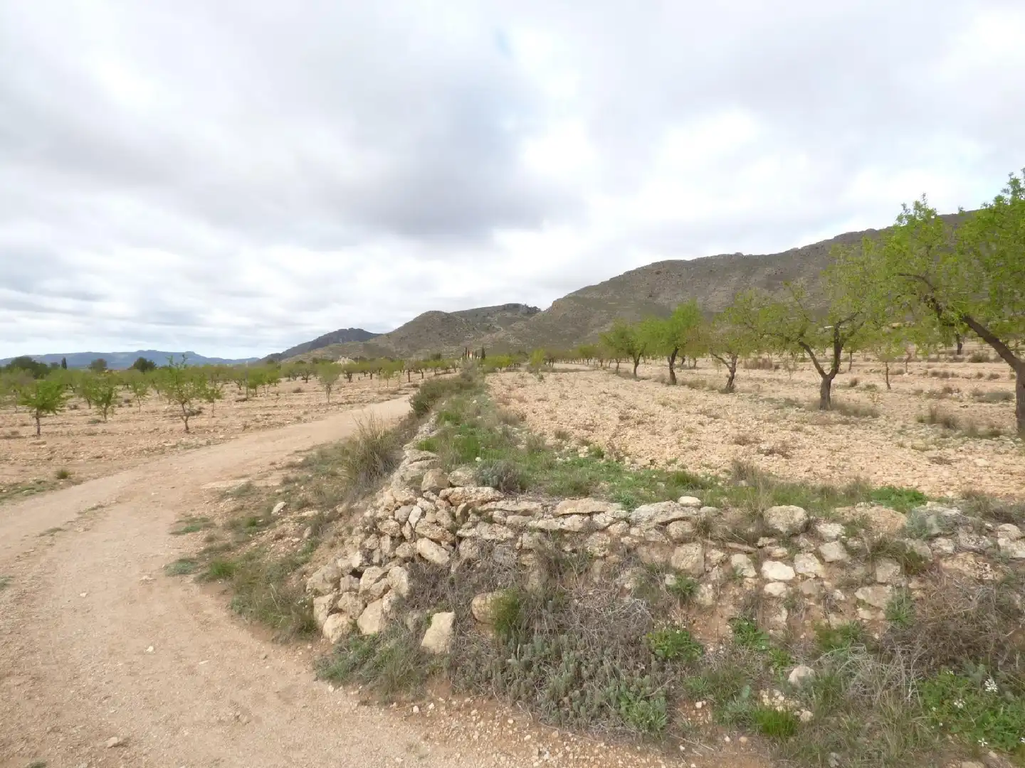 Rustikales Grundstück zum Verkauf in Jumilla, imagen 5