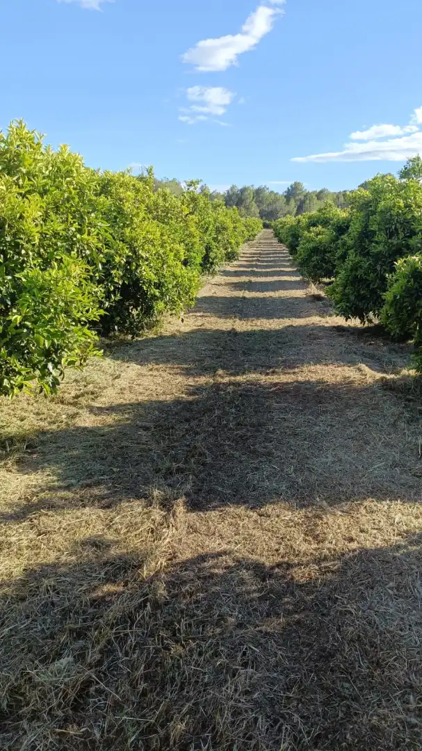 Rural land for sale in Vilamarxant