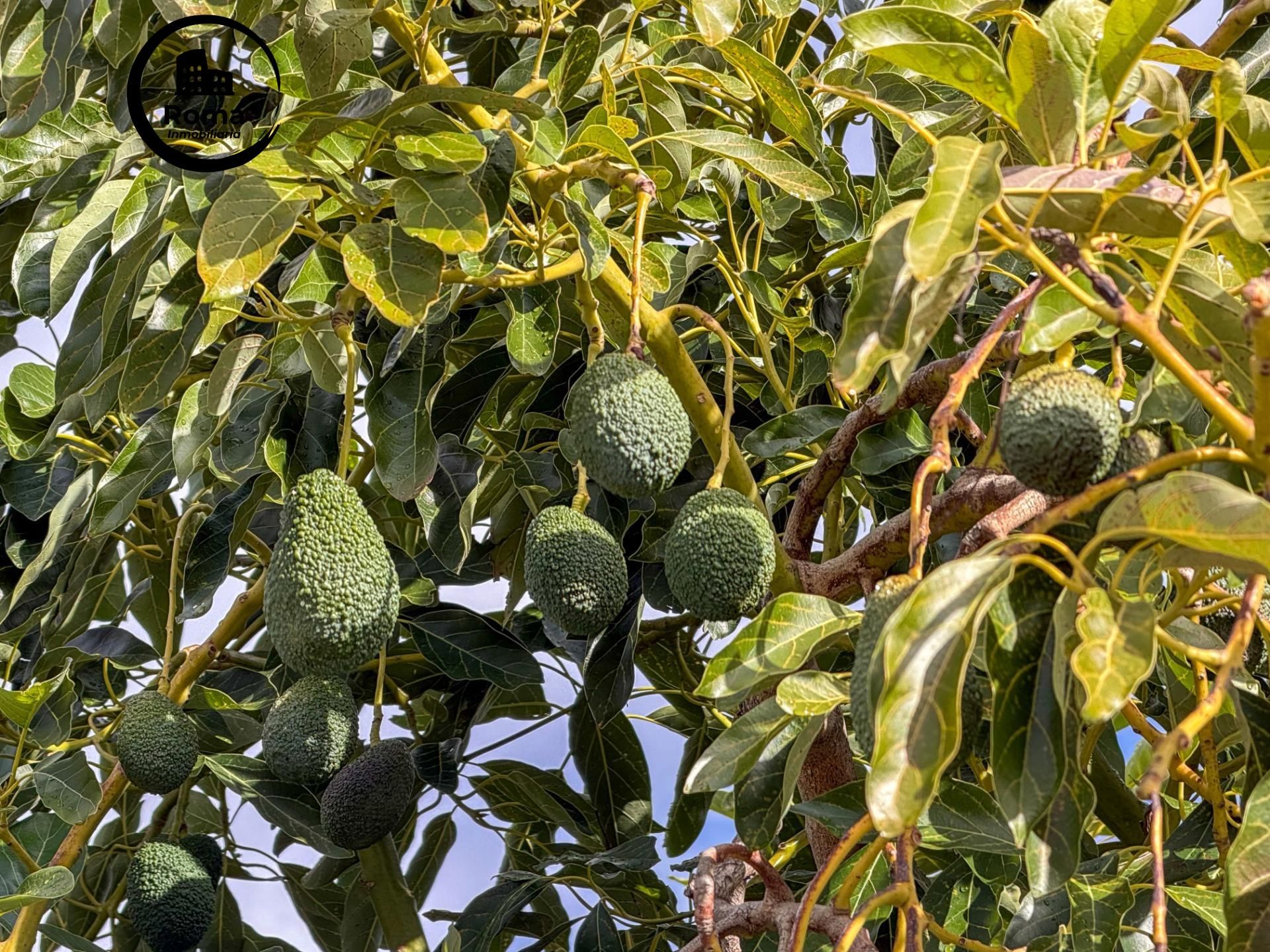 Jardí de Finca rústica en venda en Los Guájares amb Terrassa i Traster