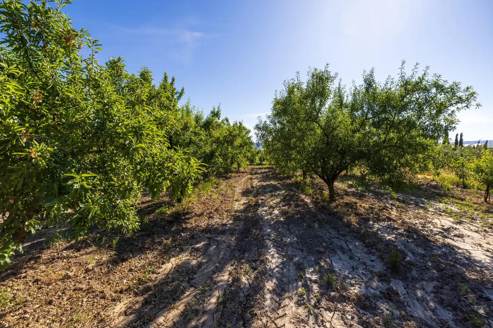 Rural land for sale in Dúrcal, imagen 13