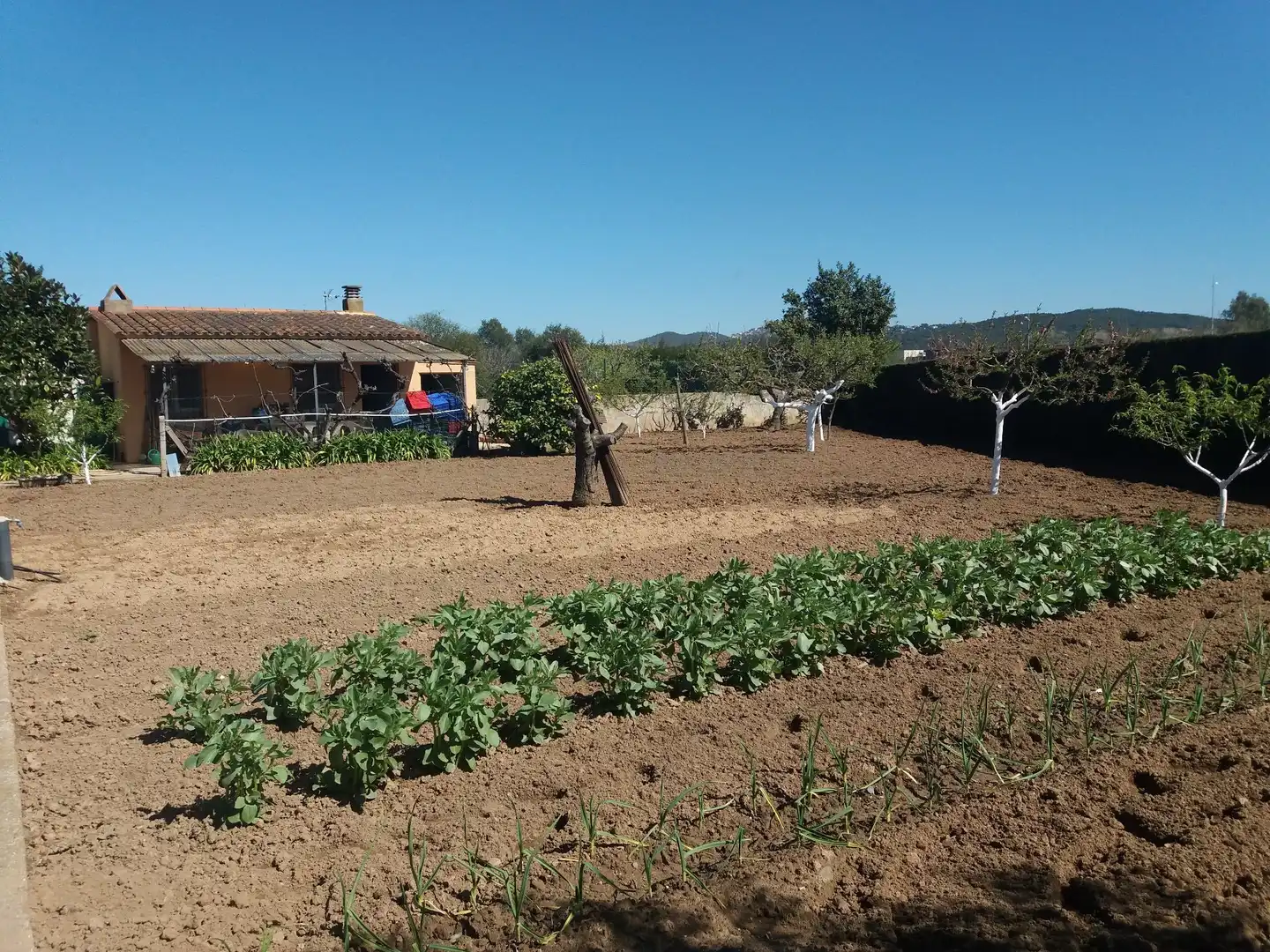 Garten von Grundstücke zum Verkauf in Palafrugell