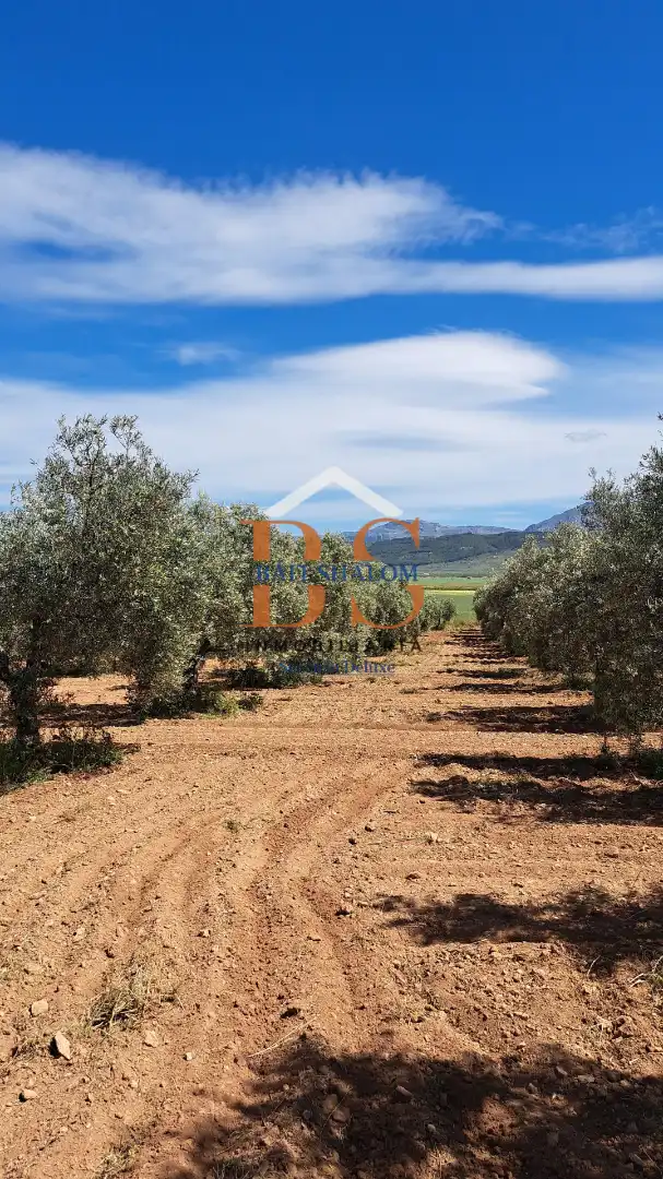 Terreni e lotti in vendita a Centro, imagen 6
