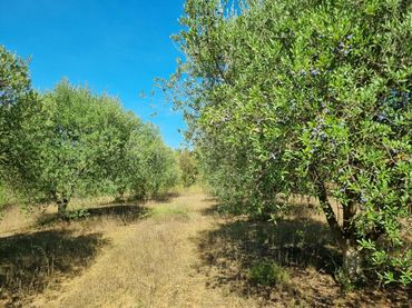 Terreni e lotti in vendita a poligono  4 parcela 119