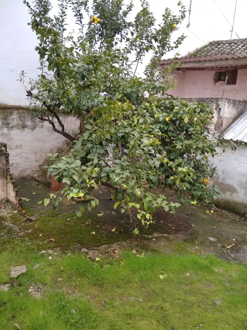 Jardín de Casa o chalet en venta en Antequera